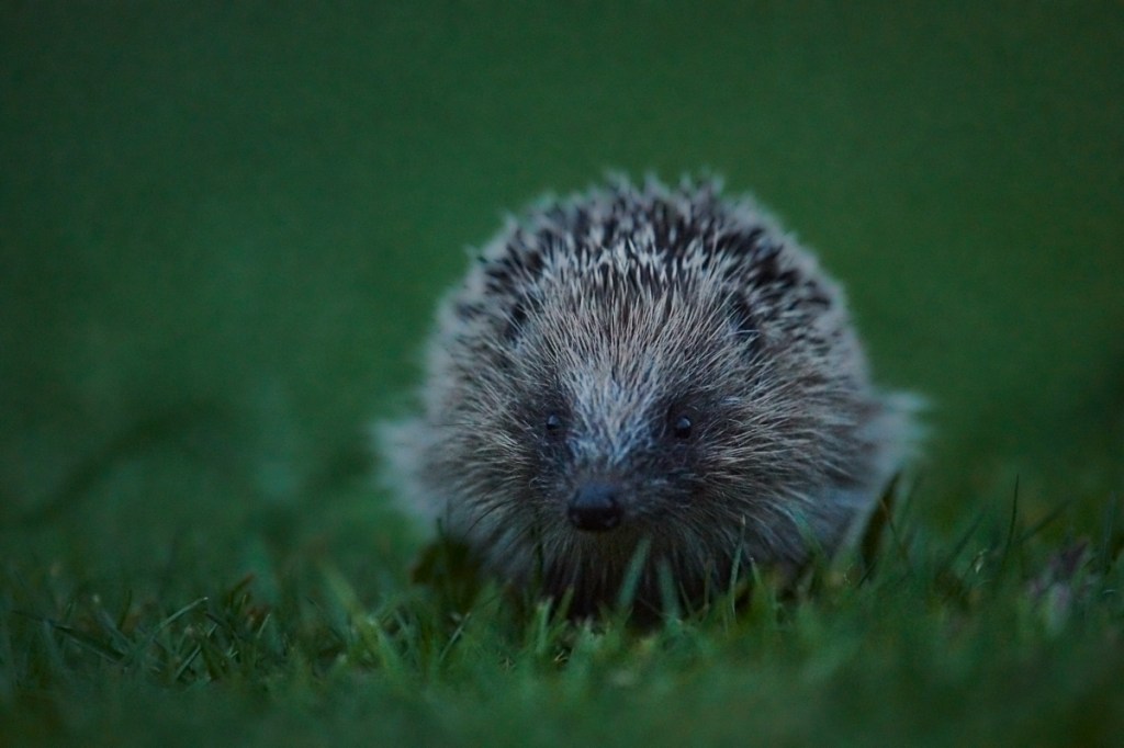 Faut-il contrôler la biodiversité en Nouvelle-Zélande ?