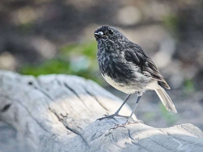 Tiritiri Matangi Island – Heritage & Visitors&nbsp;Ranger