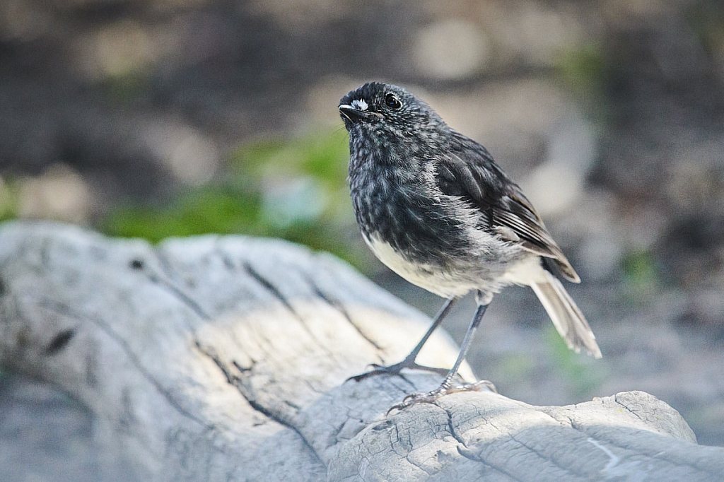 Tiritiri Matangi Island – Heritage & Visitors&nbsp;Ranger
