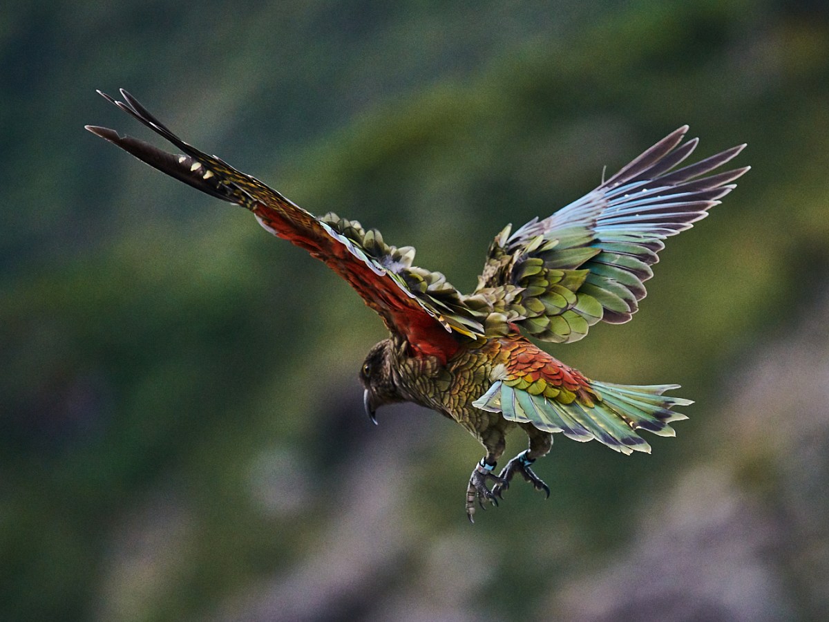 Nestor kea : Nestor&nbsp;notabilis