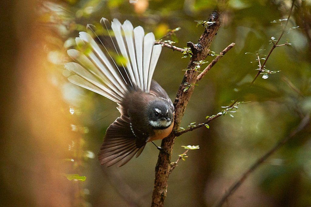 15 oiseaux de Nouvelle-Zélande faciles à&nbsp;trouver