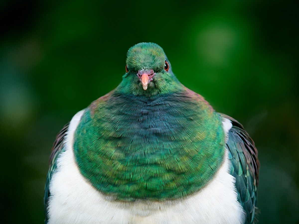 Faire de l&rsquo;éco volontariat en Nouvelle-Zélande ?