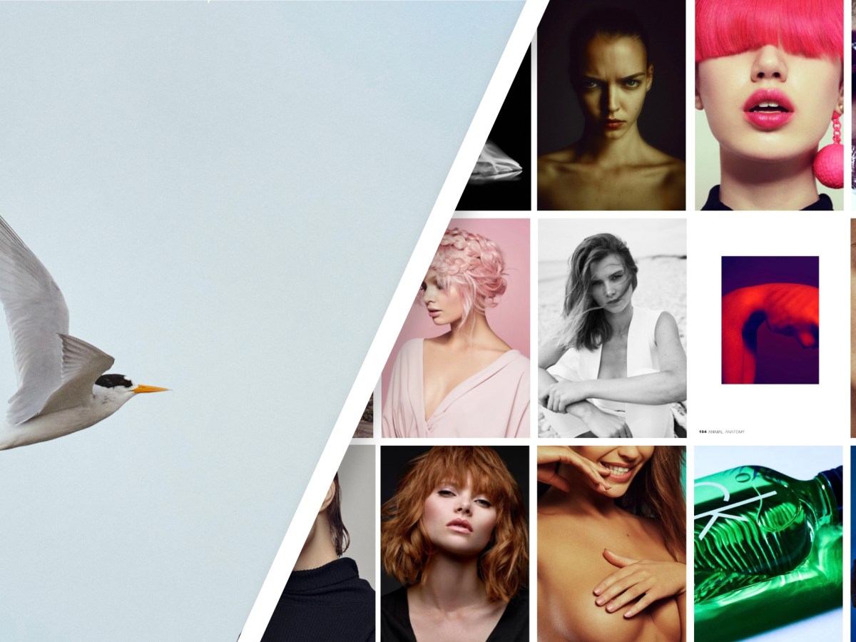 De la mode parisienne à la protection de l&rsquo;oiseau le plus rare de Nouvelle-Zélande